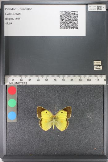 Media type: image;   Entomology 125298